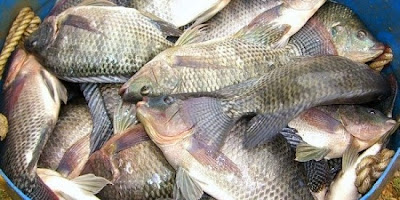  Ikan yang hidup di air tawar ini lebih menyukai umpan yang berbau anyir dari ikan Lihat 6 Ramuan Umpan Ikan Nila Andalan Terbaik Teruji Ampuh 2017