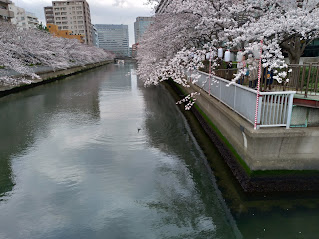 大横川さくら開花(水鳥)