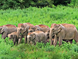 Tamil Nadu introduces India’s first elephant death audit framework