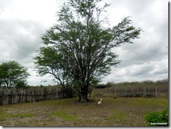 Ana Loureiro - Fazenda Turco em Delmiro Gouveia - 1954 Algaroba - Trabalhada com nome