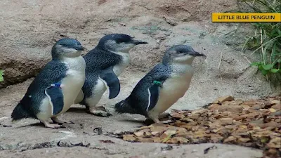 Little Blue Penguin