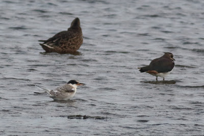 Juvenile Common Tern at North Cave Wetlands