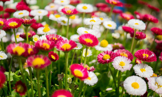 Colourful Summer Garden Flowers