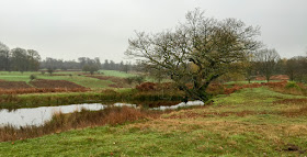 Pond in Knole Park, November 2015.