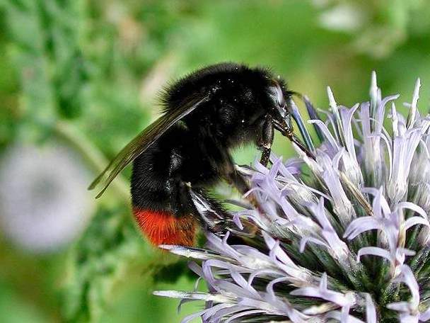 Adventures in Apiculture: English Bumblebees