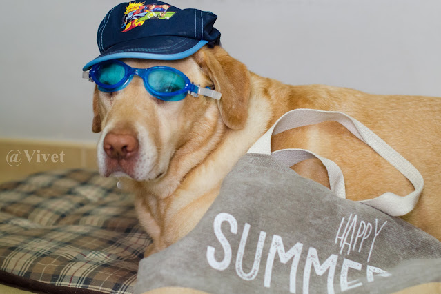 Mi perro labrador canela, con una gorra y unas gafas de buceo, con una bolsa al lado de playa que pone Happy Summer