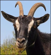 Goat