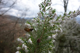 Walk in Tuscan Hills Bee enjoys harvesting on tiny white flowers