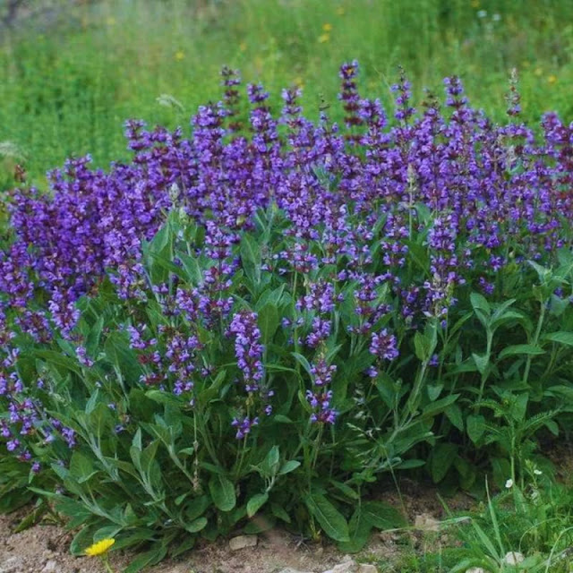 Garden Sage Salvia Live Plant, Purple Salvia Flower in 3 Pot