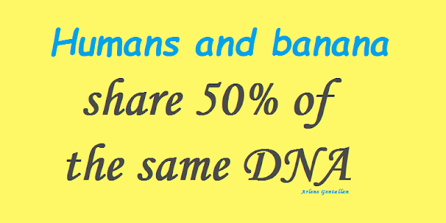 Humans and banana share 50% of the same DNA.