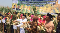 [Tepat!] Di Jakarta Demo 299, Kiai Maruf Amin Hadiri Panen Raya Jagung dì Lamongan