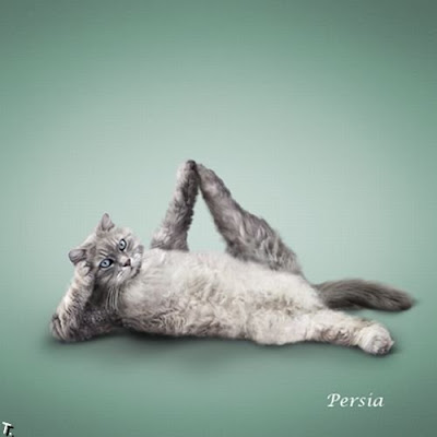 Cat Pose Yoga Seen On www.coolpicturegallery.net