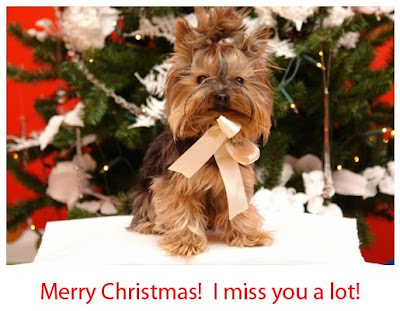 Cute Merry Xmas Puppy