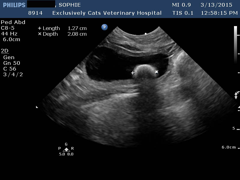 Exclusively Cats Veterinary Hospital Blog: Bladder stones ...
