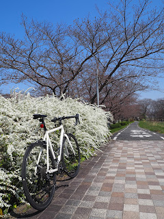 ユキヤナギが見頃の石川サイクリングロード