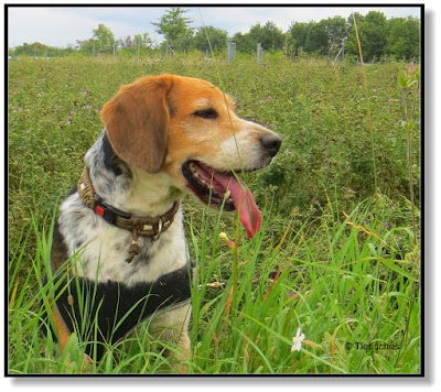 Beagle Emma