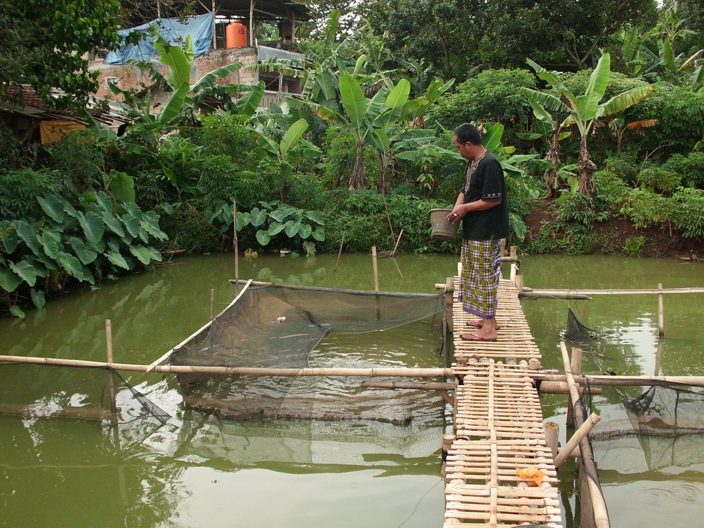 Distributor Peternakan ikan gurame : Distributor jual ikan 