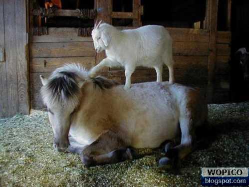 Goat Massage