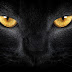 Black cat eyes / HQ photography wallpaper background