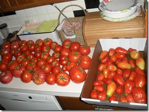 got maters 004 (Medium)