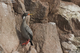 cormoran gris Phalacrocorax gaimardi