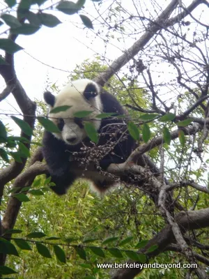 giant panda in tree at San Diego Zoo in California