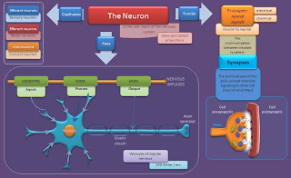 diagram-the-neuron