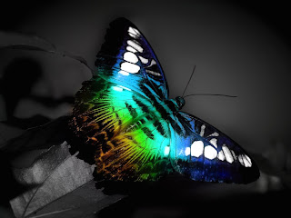 multicolor butterfly (4)