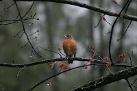 Outdoor Birds