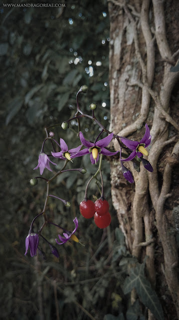 Solanum Dulcamara, Bittersweet Nightshade, Amaradulce, Amara Dulcis