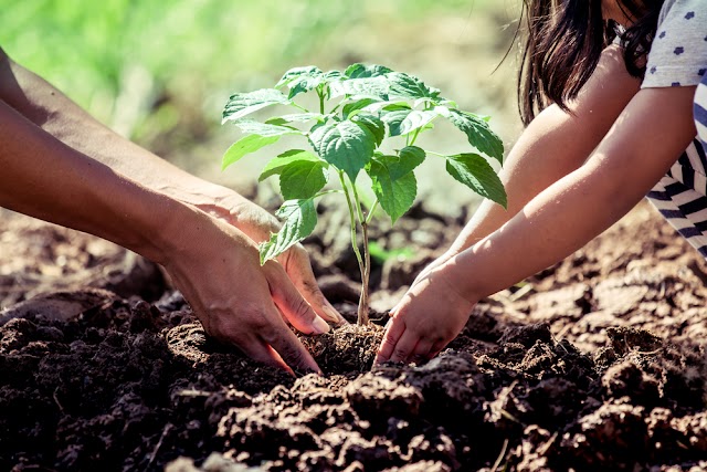 Descubra o segredo da pimenta perfeita: dicas para plantar, conhecer variedades e explorar suas características únicas