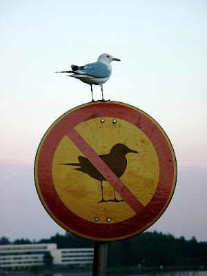 A gull standing on a sign indicating No Gulls