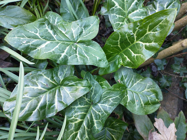 Arum italicum subsp. italicum 'Marmoratum' in the side shady border