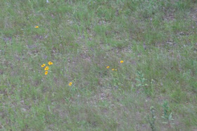 field with Black-eyed Susan and milkweed