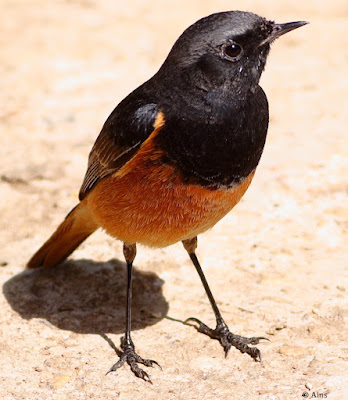 "Black Redstart - Phoenicurus ochruros, perched on the garden floor winter visitor."