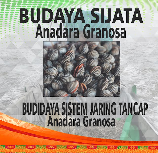 INOVASI DAERAH BUDIDAYA SISTEM JARING TANCAP Anadara Granosa