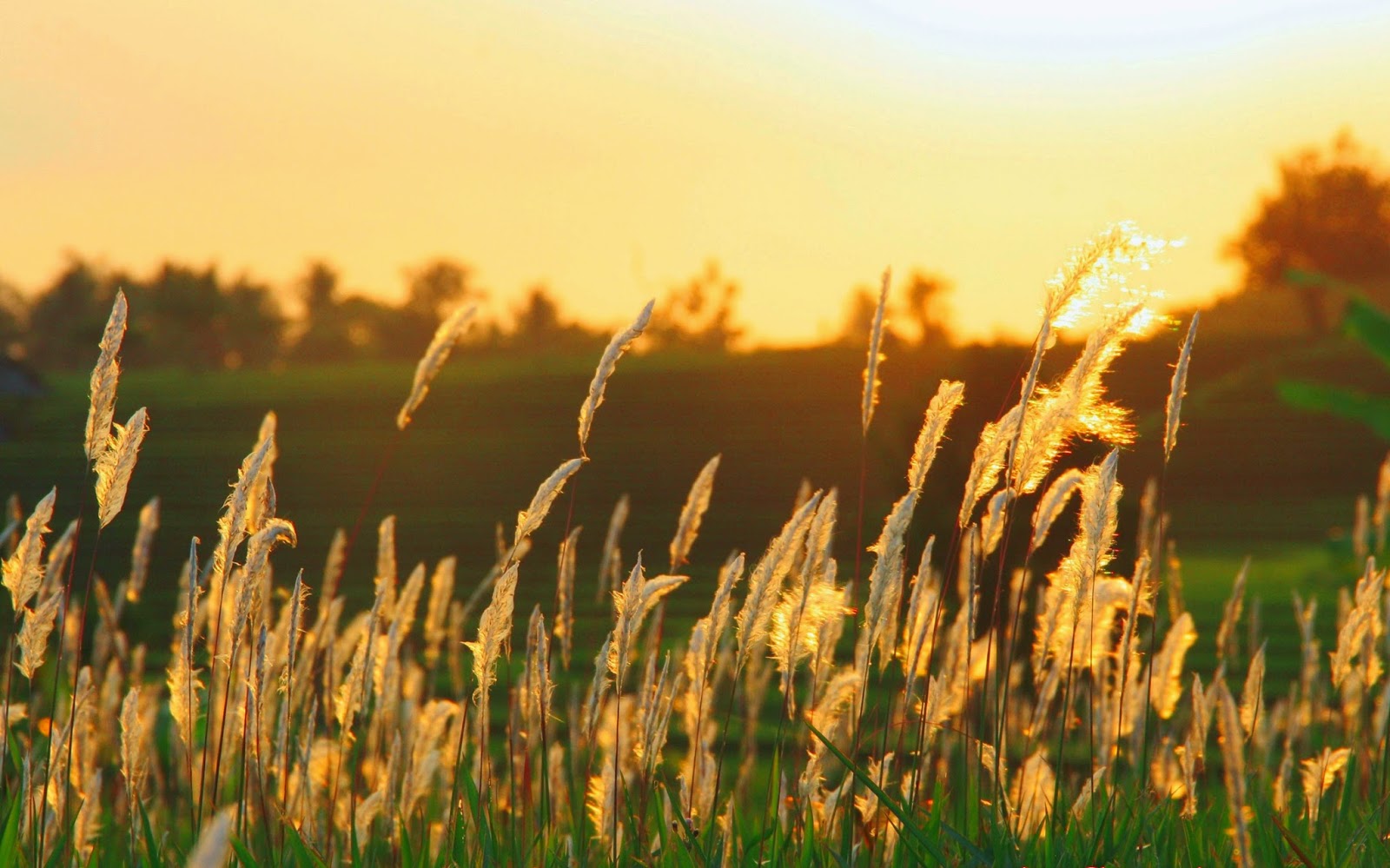  Wallpaper Pemandangan Rumput  Ilalang Stok Wallpaper 