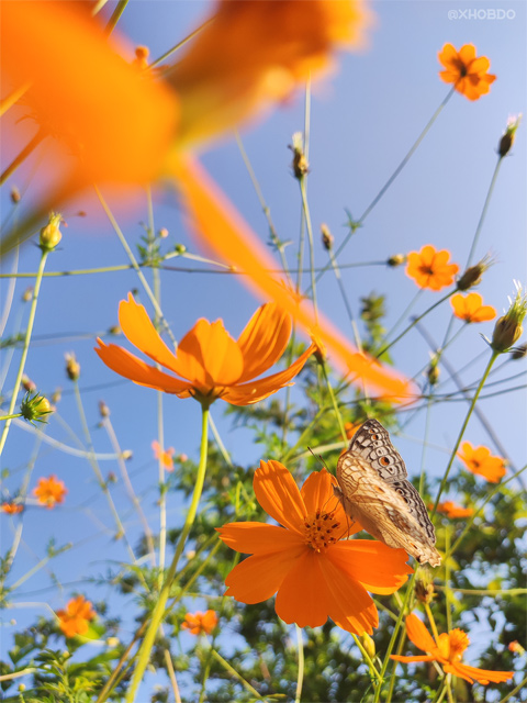 Butterfly on cosmos flowers