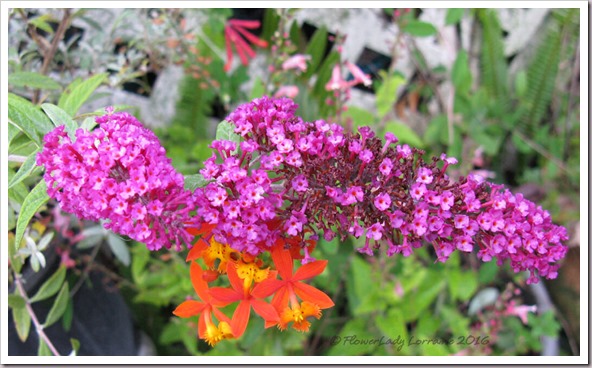 04-29-buddlia2