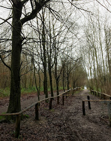 Beech Walk, High Elms Country Park, 2 January 2016.