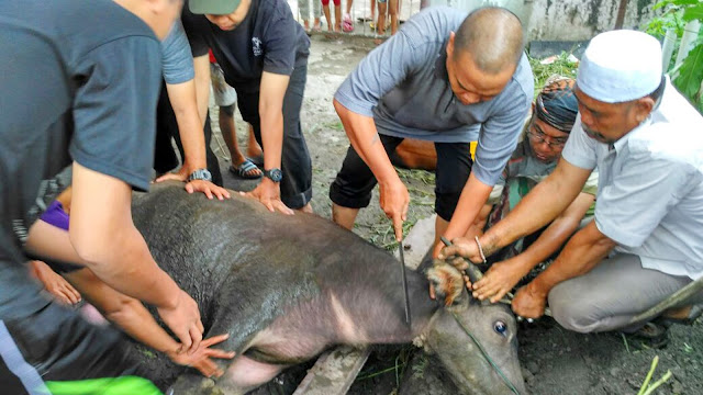 PKS Kota Medan Tebar 42 Ekor Sapi, 1 Ekor Kerbau dan 131 Ekor Kambing