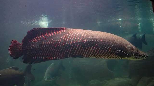 Arapaima gigas