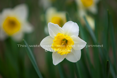 Daffodil 5985 Photo Print