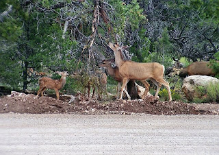 White-tailed Deer