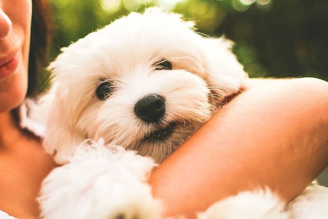 Breed success in your puppy search