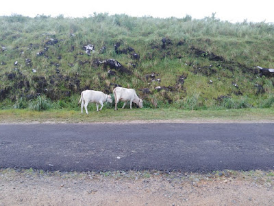 Vagamon