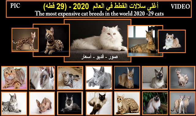 أغلى سلالات القطط في العالم  2021 - (29 قطه)  The most expensive cat breeds in the world 2021 -29 cats