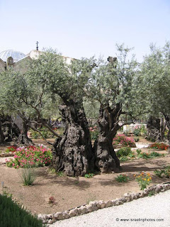 Getsemaní, Lugares Sagrados Cristianos, Guias turisticos, holiday in israel, Vacaciones en Israel