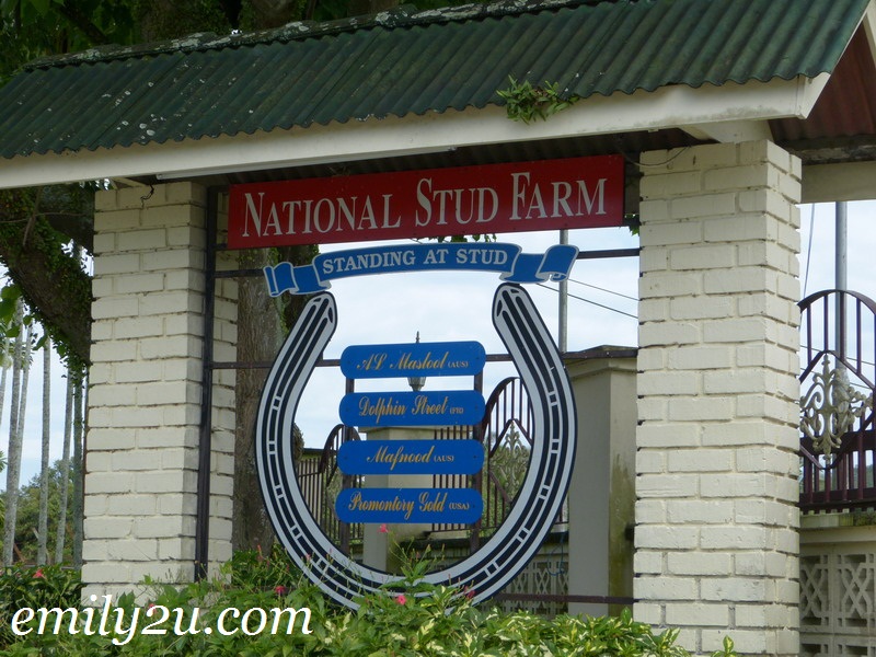National Stud Malaysia From Emily To You