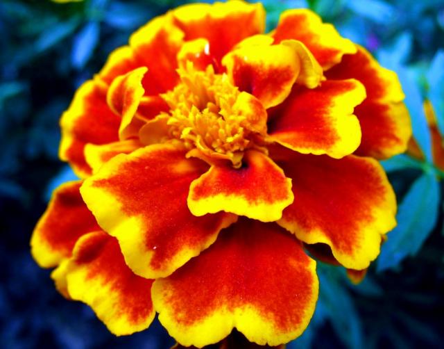 types of flowers names and photos Red and Yellow Flowers | 640 x 502